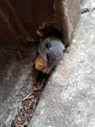 My little state park bathroom companion. Gave them a piece of my apple muffin.
